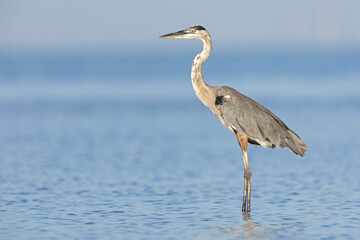 A great blue heron (Ardea herodias) standing at the coastline in the sea.