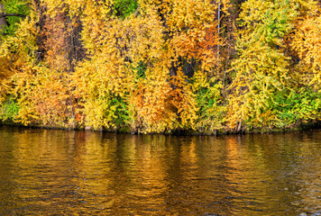 Fototapeta premium Golden autumn foliage reflects in calm river water. Seasonal landscape captures tranquil nature