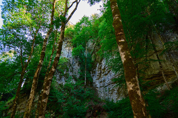 Majestic cliffs surrounded by lush green trees