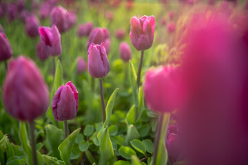 Colorful Tulips Blooming in a Vibrant Garden During Springtime Showcasing Natures Beauty