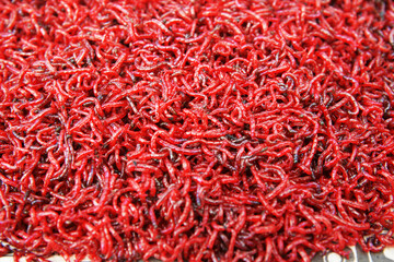 Fototapeta premium Red worms displayed in a market showcasing local fishing catch and seafood culture