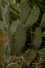 prickly pear cactus with green pads and sharp spines