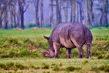 Rear View of a Rhino Grazing by Lake Nakuru