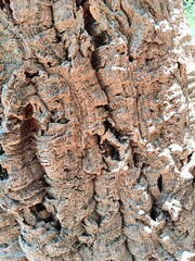 modern background of cork stem and bark