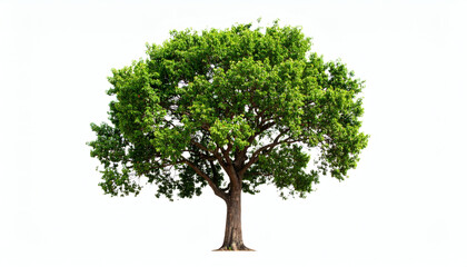 Obraz premium Eucalyptus Tree Isolated on White Background Evergreen Aromatic Tree Nature Plant Forestry Botanical Illustration Garden Landscape Outdoor Vegetation Stock Image