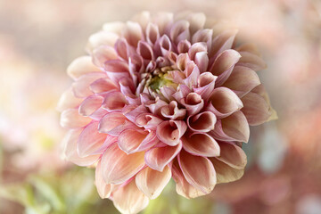Pink dahlia flower