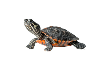 Naklejka premium A close-up of a western painted turtle with a vibrant shell and striking markings, gazing curiously.