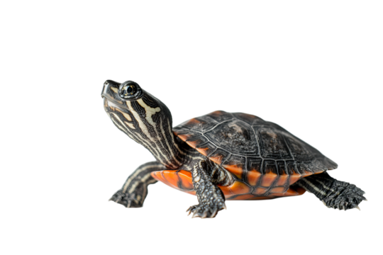 A close-up of a western painted turtle with a vibrant shell and striking markings, gazing curiously.