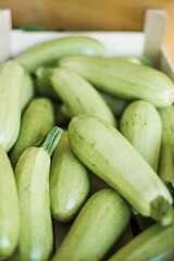 Fresh organic zucchini, raw vegetables for cooking and healthy diet.