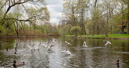 Ducks and Seagulls Play in a Serene River Surrounded by Lush Trees on a Cloudy Spring Afternoon