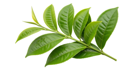 Isolated Green Tea Leaves