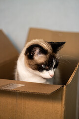 Siamese cat discovers new cardboard box arrived at home. New smell. Perfect new space to hide.