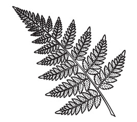 Naklejka premium Fern Leaf Vector Illustration Botanical Design Isolated on White Background Detailed Drawing