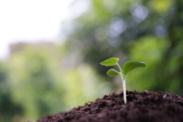 Autumn pumpkin macro sprout closeup