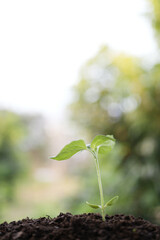 Sunflower sprout growing, vertical nature scene