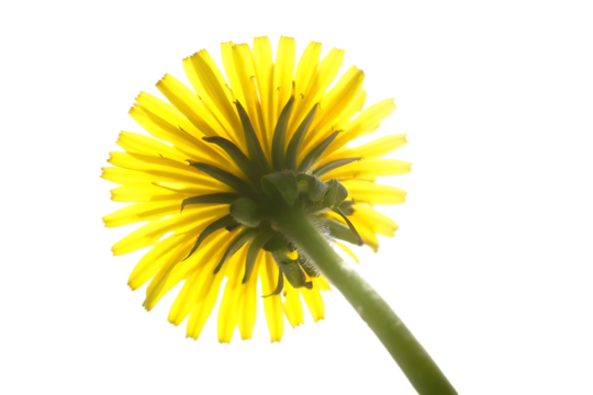 modern detailed professional high quality Close up of the flower from a dandelion plant
