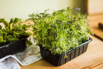 Fresh organic microgreens and herbs in containers for cooking.