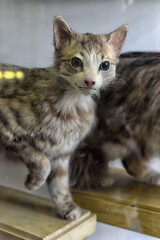 The zoological museum exhibit is a taxidermy model of a wild cat mounted on a wooden stand behind glass.  