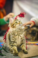 Fluffy tabby kitten with bright green eyes playing with ribbon, full of energy and curiosity. Concept of feline playfulness, beauty, joyful pet moments