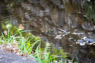 Frog partially submerged in pond with reflections