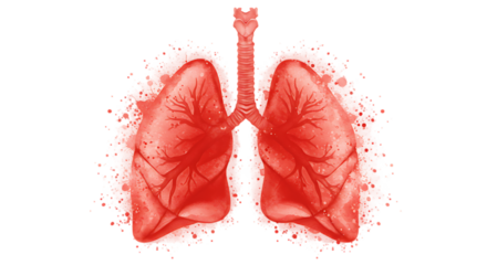 high quality A detailed red colored illustration of a pair of lungs and trachea