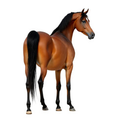 Obraz premium A full growth back view Arabian horse with beautiful tail isolated on white or transparent background, png element