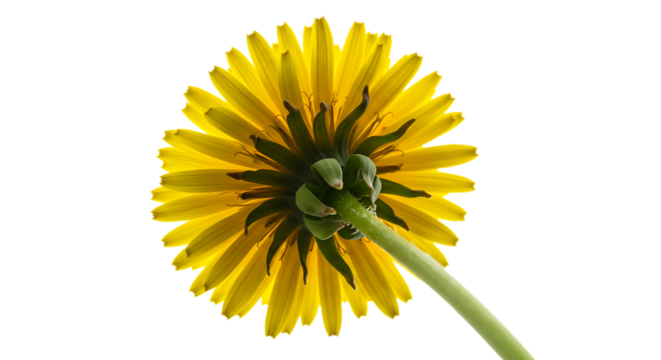 modern detailed professional high quality A yellow dandelion flower on a black background