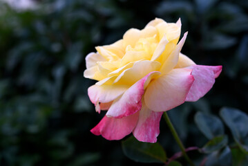 A beautiful yellow-pink rose flower on a background of blurred green leaves. A garden rose. Yellow pink rose flower.