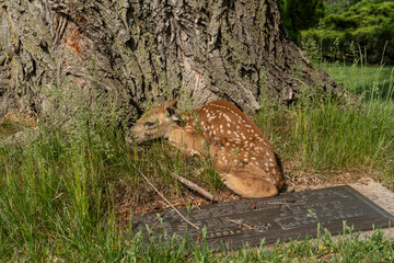 baby deer fawn sleeping by a tree stump and grave headstone 