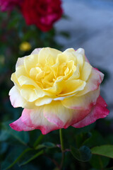 A beautiful yellow-pink rose flower on a background of blurred green leaves. A garden rose. Yellow pink rose flower.