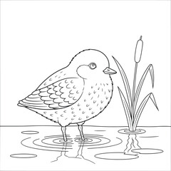 Cute fluffy baby bird standing in shallow water with bulrush plant – adorable cartoon bird line art for kids coloring page