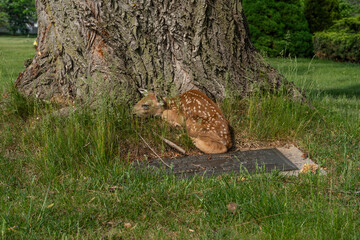 baby deer fawn sleeping by a tree stump and grave headstone 
