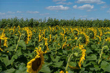 field of sunflowers
