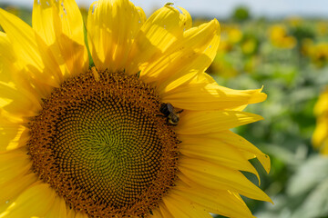 sunflower with bee