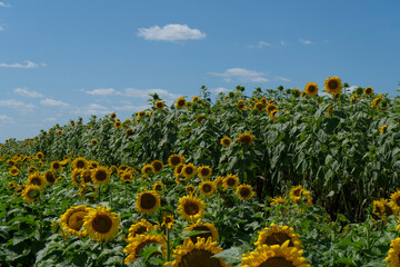 field of sunflowers