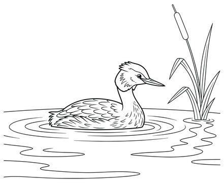Cartoon grebe bird swimming on calm water near reed plants &ndash; black and white line art illustration for coloring