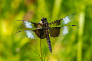 Widow Skimmer Dragonfly