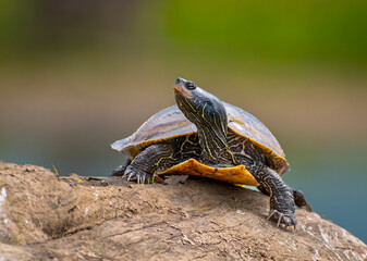 Basking Map Turtle