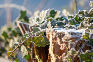 Gefrorene Pflanze bei Sonnenaufgang im Winter.
