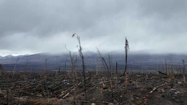 Wildfire aftermath