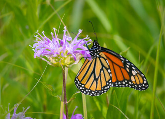 Monarch Butterfly on Monarda