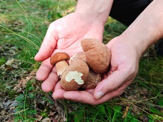 mushrooms in the hands of a mushroom picker. white mushroom in the forest. Autumn season pick up mushrooms. Healthy vegetarian food growing in nature.