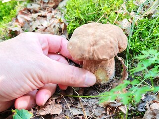 mushrooms in the hands of a mushroom picker. white mushroom in the forest. Autumn season pick up mushrooms. Healthy vegetarian food growing in nature.