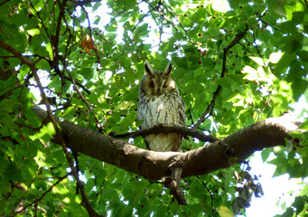 Long-eared owl on a tree branch, captured mid-wink