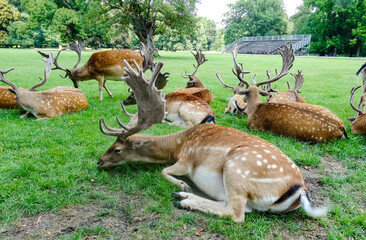 A herd of deer lies on green grass