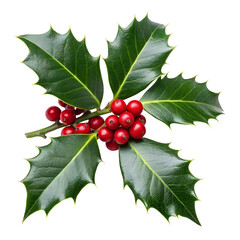 Christmas Holly Sprig Vibrant Red Berries and Green Leaves isolated on transparent background