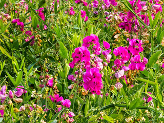 Fototapeta premium Dozens of vibrant fuchsia sweet pea flowers bloom wildly among lush green stems and leaves, showcasing natural beauty and vivid color in a thriving wild garden environment.