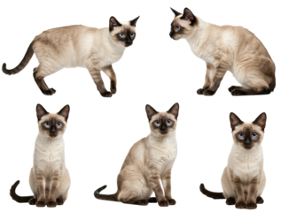 PNG Siamese Cat Set of Four Poses Isolated on White Background Animal Pet Breed Feline Blue Eyes