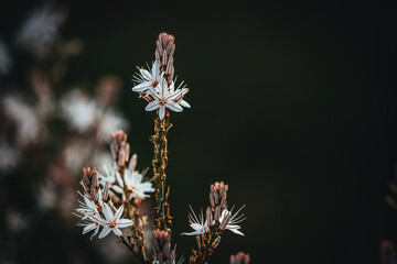 White flower blooming in natural garden, showcasing delicate petals, beauty, and vibrant nature scenery.