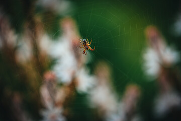 Spider sitting on its web with natural background, showcasing insect habitat and arachnid behavior.